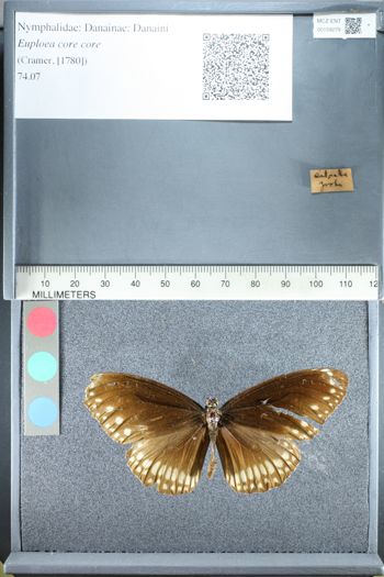Media type: image;   Entomology 159279